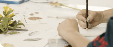 Imagen del curso Ilustración botánica en el páramo